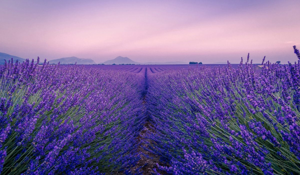 antony-bec-nD9tEn63suc-unsplash